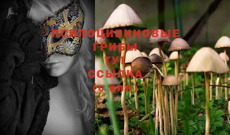 Псилоцибиновые грибы Psilocybine cubensis  kraken онион  Кувандык 