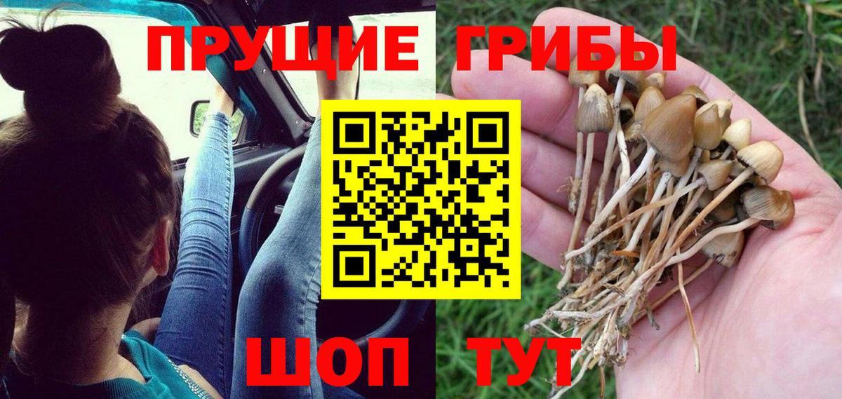 Галлюциногенные грибы мицелий  Галлюциногенные грибы Psilocybine cubensis  Кувандык 